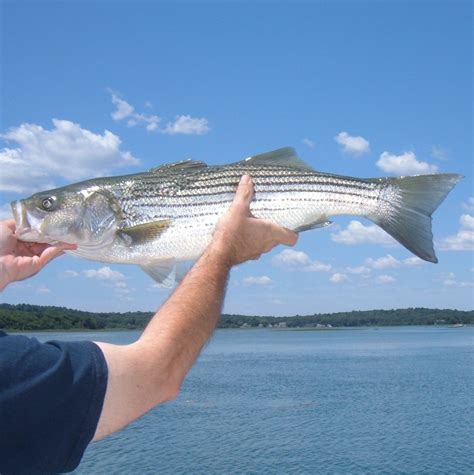 striper fish|How to Catch Striped Bass: Best Bait, Technique, &  .